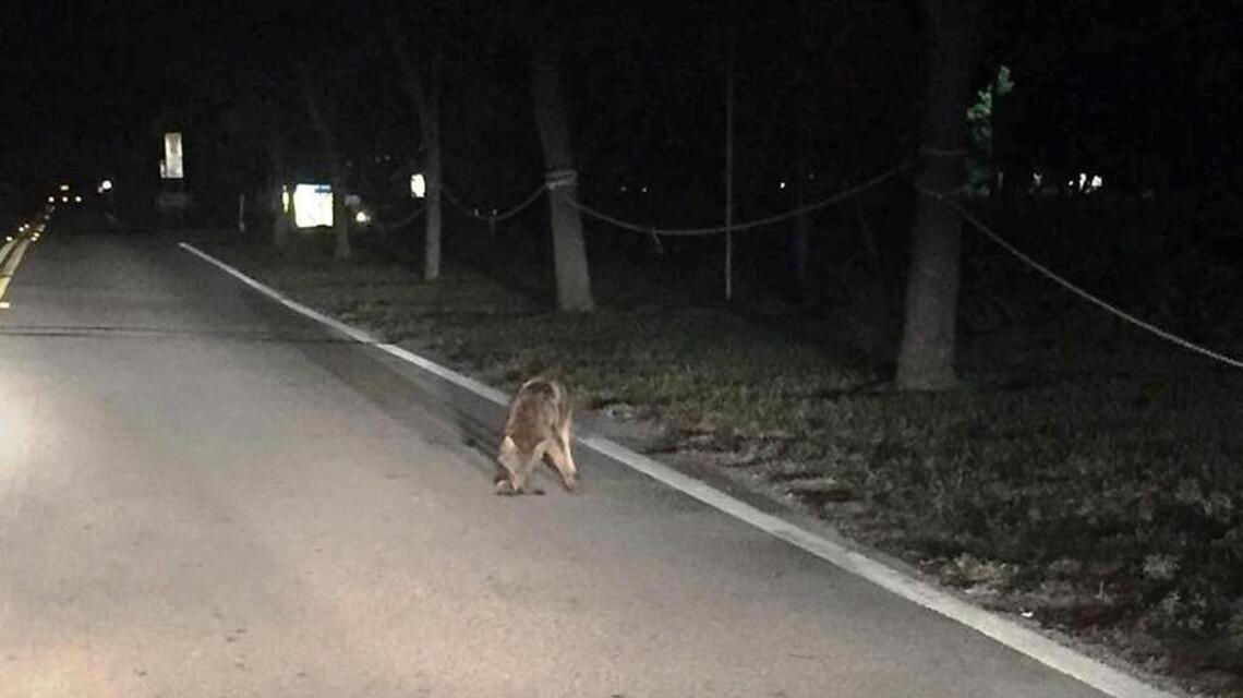 Coyotes are on the prowl in this neighborhood. So residents will be taught to 'co-exist'