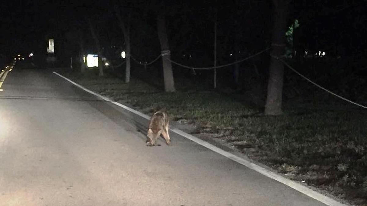 Palmetto Bay resident Juan Alayo posted this photo of a coyote on Ludlam Road (Southwest 67th Avenue) across from Christ Congregational Church on the “Around Palmetto Bay” Facebook page. Palmetto Bay Mayor Eugene Flinn shared the photo on his blog.