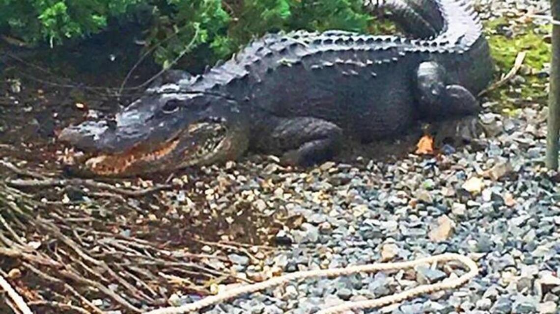 Alligator caught behind a Pinecrest home — but, uh-oh, where is his buddy?