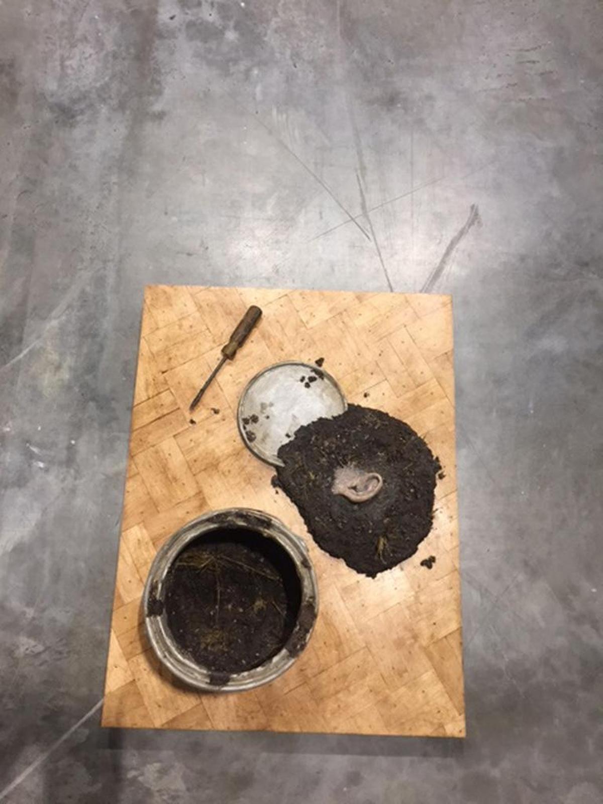Ear embedded in dirt at Art Basel.