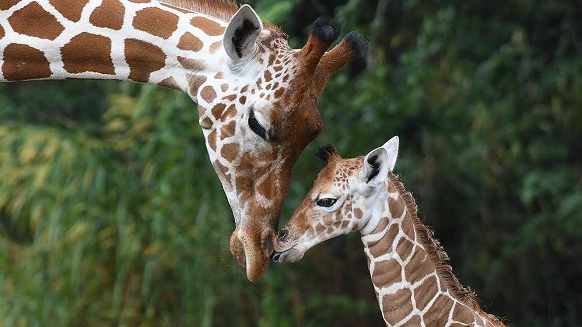 Mother and daughter bond moments after delivery. Sabra (left) gave birth to her baby giraffe at Zoo Miami Friday.