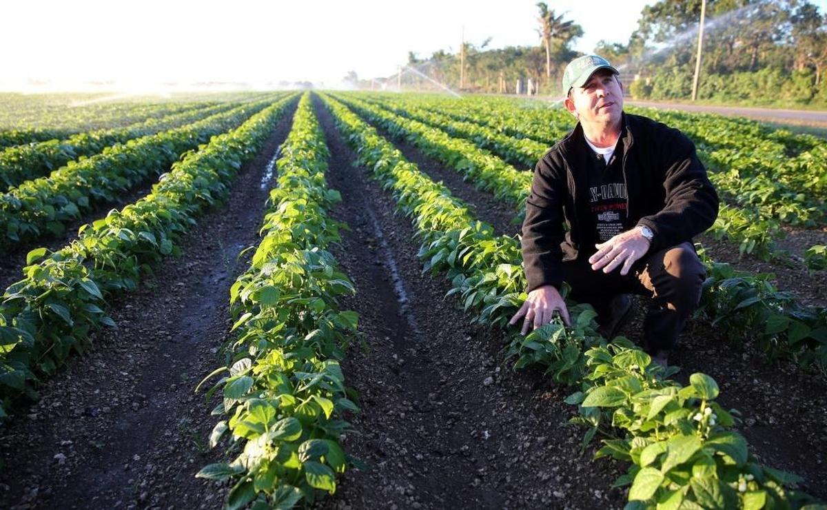Sam Accursio, owner of Sam S. Accursio & Sons Farms in Homestead, watered his crop throughout the night and early morning of Friday, Jan. 5, 2018, to prepare for a freeze that could have damaged his acres of green beans. The temperature dipped to 34 degrees, two degrees above freezing. His crop was not damaged.