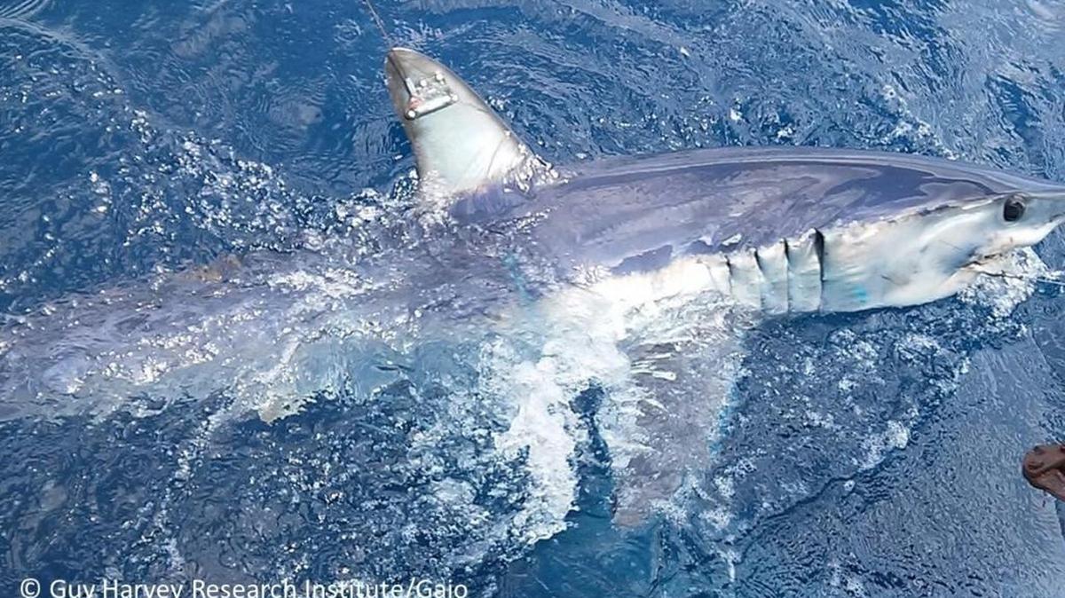 Shortfin mako shark showing a satellite tag attached to the fin.