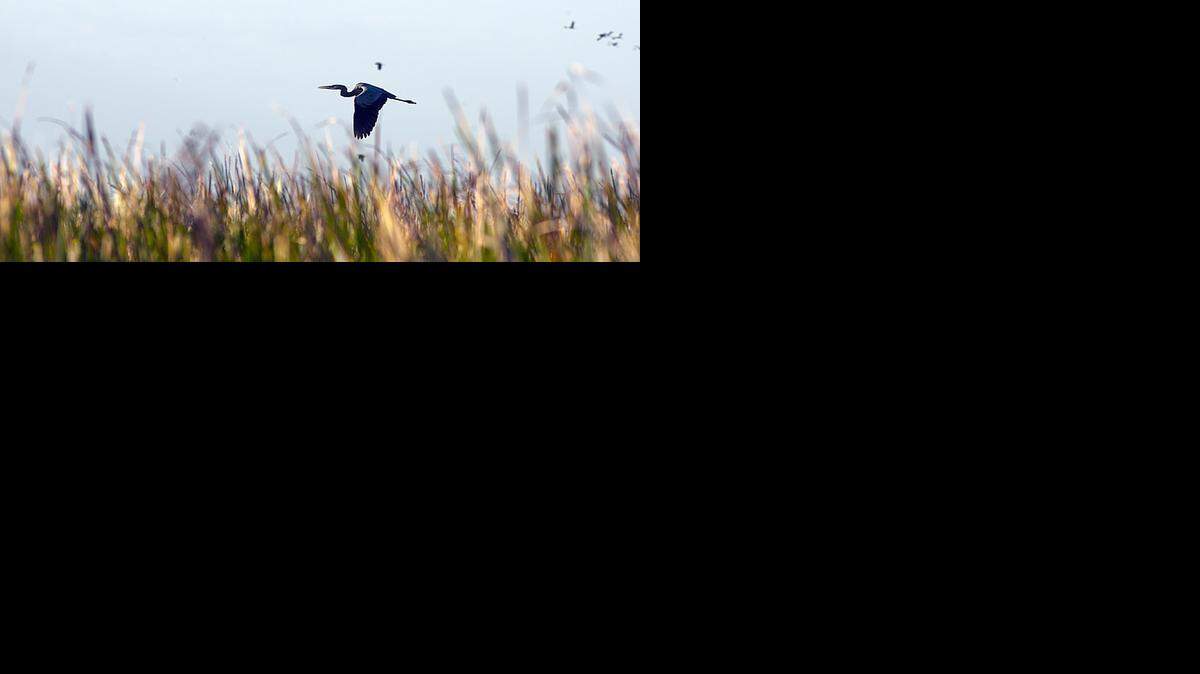
A blue heron flies over the Everglades in Northwest Miami-Dade County.
