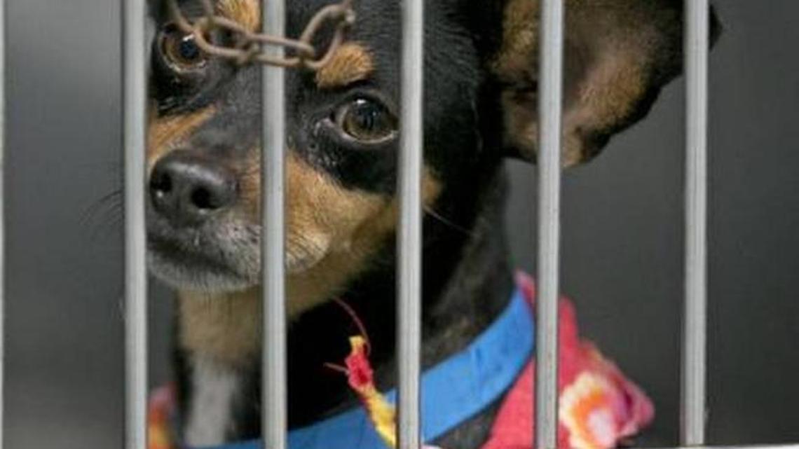 The Miami City Commission voted Thursday to ban the sale of dogs and cats from “substandard breeding facilities” like mass breeders and puppy mills.