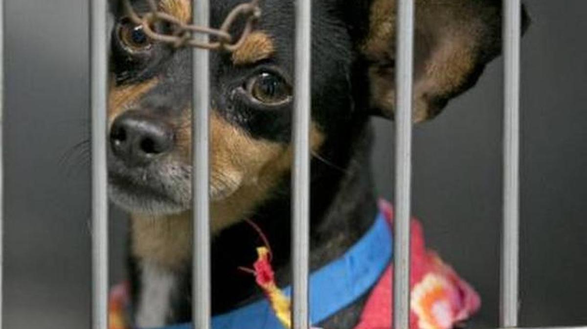 The Miami City Commission voted Thursday to ban the sale of dogs and cats from “substandard breeding facilities” like mass breeders and puppy mills.