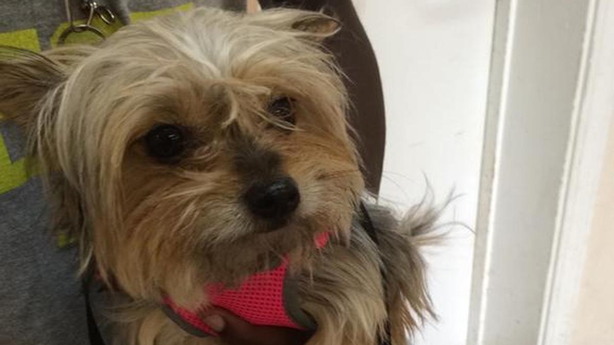 
Reece, a Yorkie awaits her treatment at the Cutler Bay Clinic.
