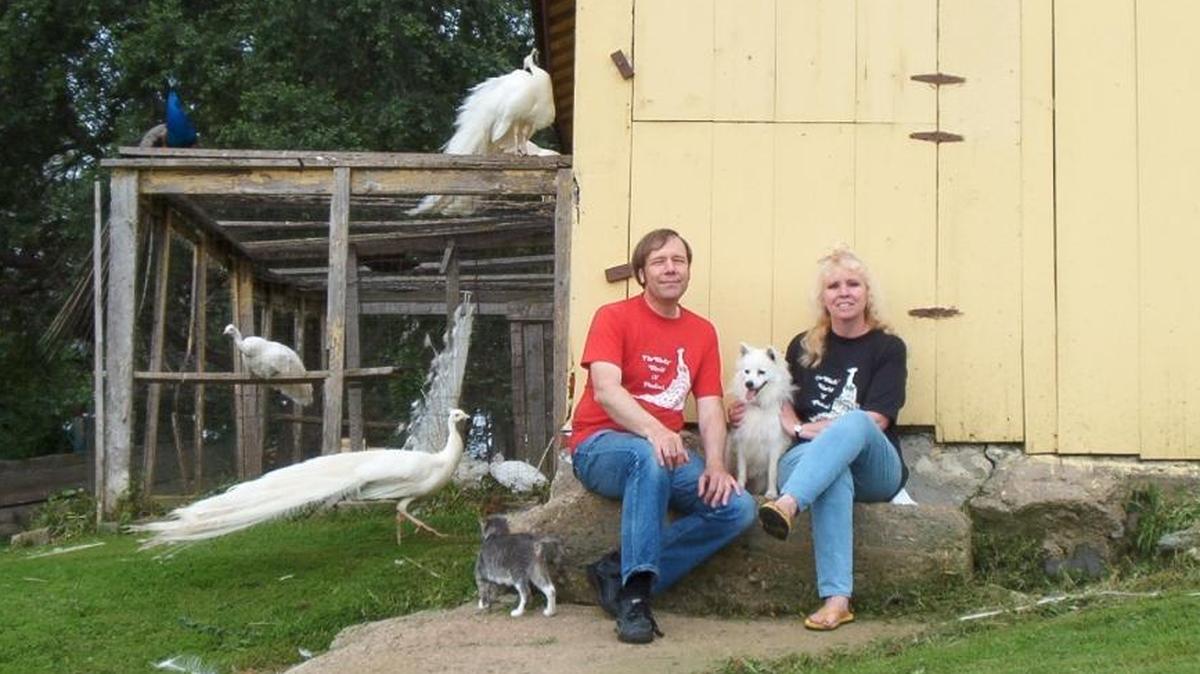 Dennis Fett and his wife Debra Joan Buck — aka Mr. and Mrs. Peacock — on their farm in Iowa, where they keep up to 200 peafowl.