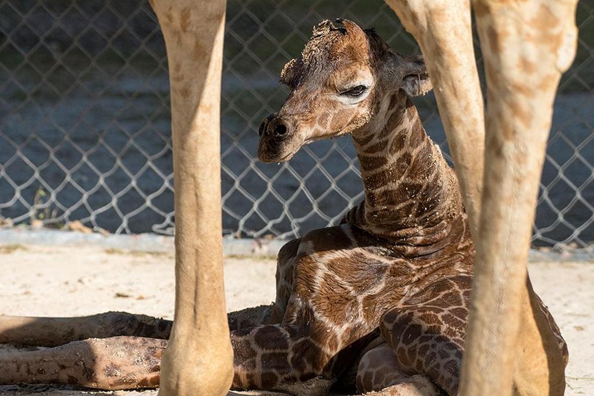 Newborn calf peers out from mom’s legs at Zoo Miami after its birth on March 28, 2018.