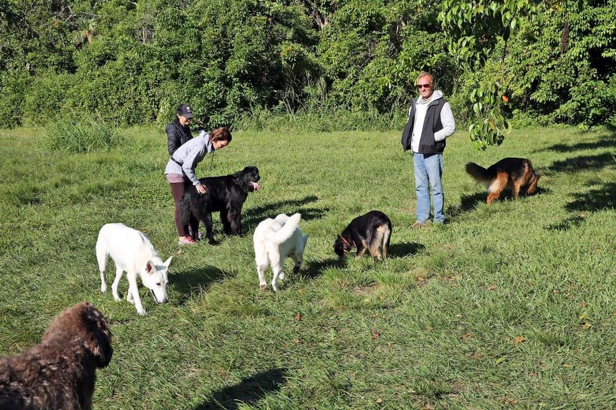 In this 2018 file photo, Randy Malen, right, watches his two white German Shepherds socialize with other dogs in West Matheson Park. The park was closed for nearly three months to stem the spread of coronavirus. It reopened Monday.