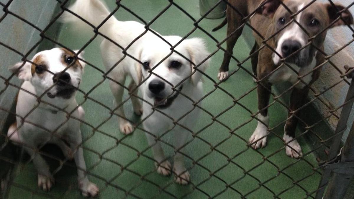 Pets need shelter from the storm, too. Miami-Dade on Wednesday announced the opening of a “pet-friendly” shelter at Tamiami Park, the only one accepting animals out of the four that the county opened. The pet-friendly shelter is at the Fuchs Pavilion at the Miami-Dade County Fair and Exhibition, which is home to the Youth Fair. Visitors to the pet-friendly shelter enter Gate 2 on at 10901 Coral Way, Miami.