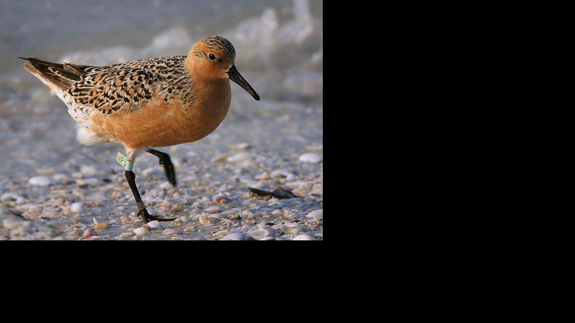 
The red knot (Calidris canutus) completes one of the longest annual migrations on the planet, traveling from the Tierra del Fuego to Canada every year. Living in extreme environments puts the bird at risk for threats from global climate change. 
