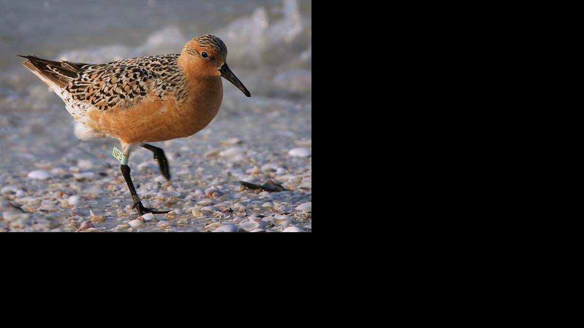 
The red knot (Calidris canutus) completes one of the longest annual migrations on the planet, traveling from the Tierra del Fuego to Canada every year. Living in extreme environments puts the bird at risk for threats from global climate change. 
