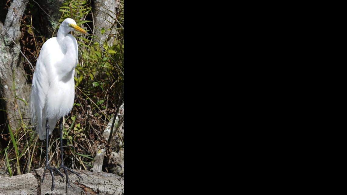 
A great egret sits on the bank as an airboat goes by in the Everglades.
