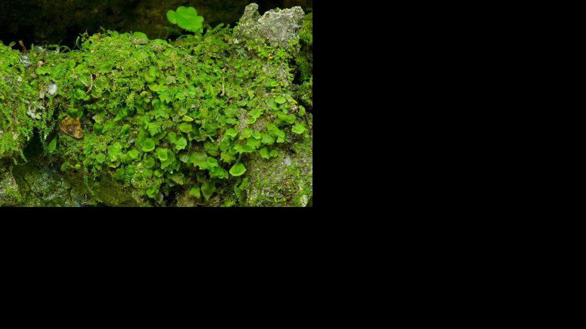 
Bristle fern, shown here, was recently discovered in a limestone sinkhole in pine rockland at Hattie Bauer Hammock Preserve by Fairchild Tropical Botanic Garden field biologist Jennifer Possley. The fern was last found in the area in 1988.
