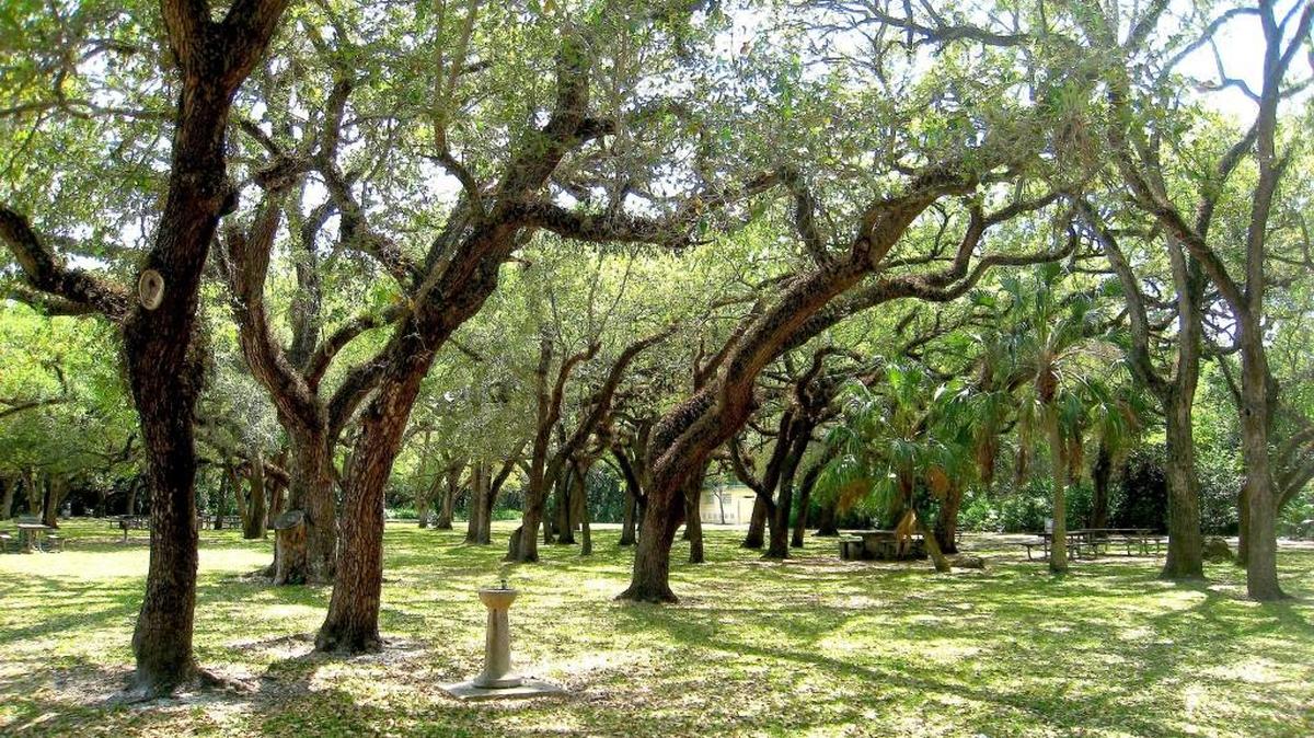 A grove of scrub oak in Greynolds Park.