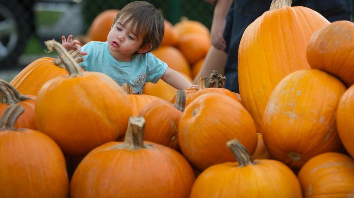 
Maya Olivares, 1, checks out pumpkins for sale during the annual Fall Festival at Central Presbyterian Church, 12455 SW 104th St., in The Crossings, Friday, Oct. 9, 2015.
