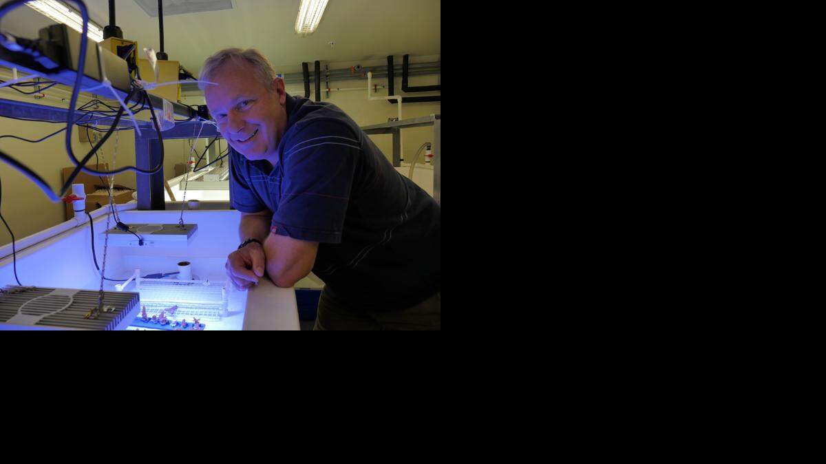 
Marine Biologist Chris Langdon at the University of Miami Rosenstiel School of Marine and Atmospheric Science where a study found soft corals are more resilient to climate change than previously thought.
