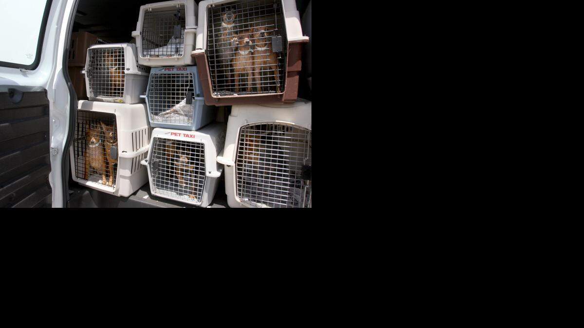 
Miniature Pinschers, rescued from an alleged puppy mill arrive at the Humane Society of Broward County in Dania Beach. Animal rights groups say retail pet shops often get their dogs from puppy mills, known for mass-breeding puppies in unhealthy conditions.
