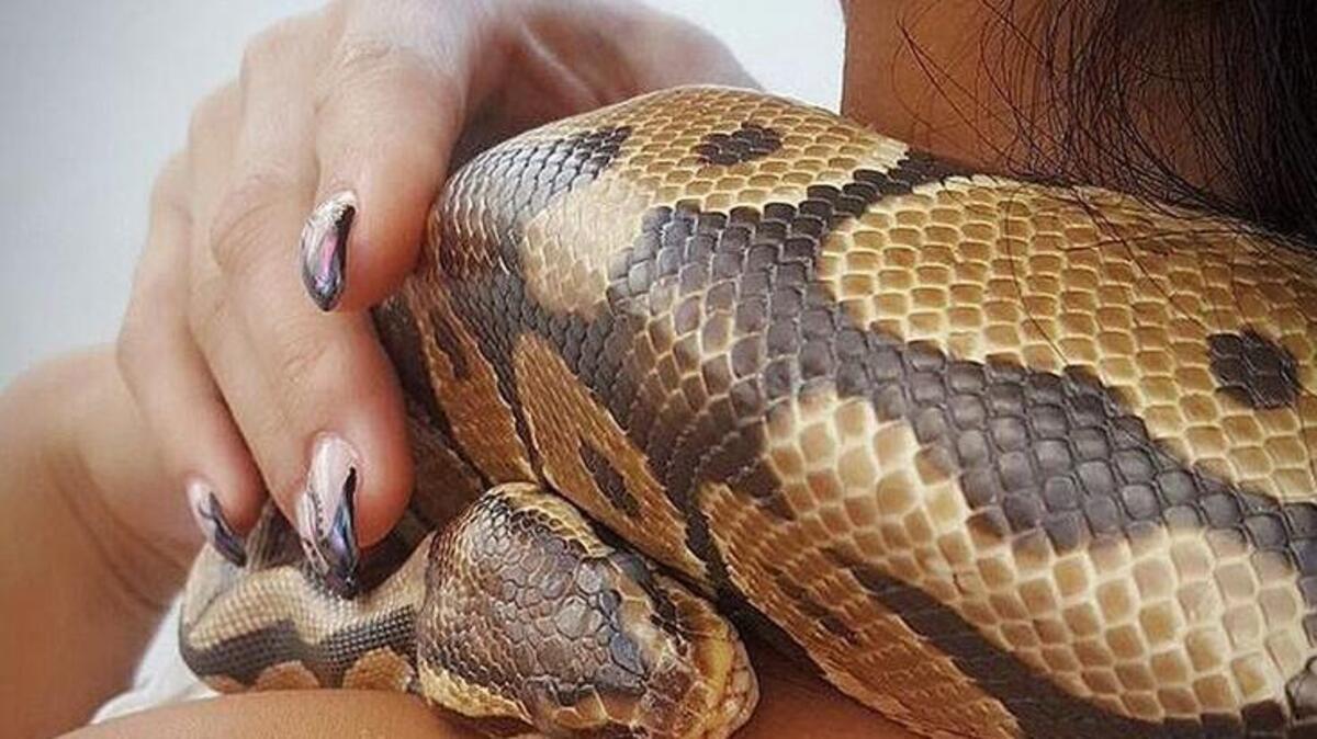 Penelope the ball python, a regular for tourists on South Beach, had her own Instagram account. State wildlife officers seized the ball python last month.
