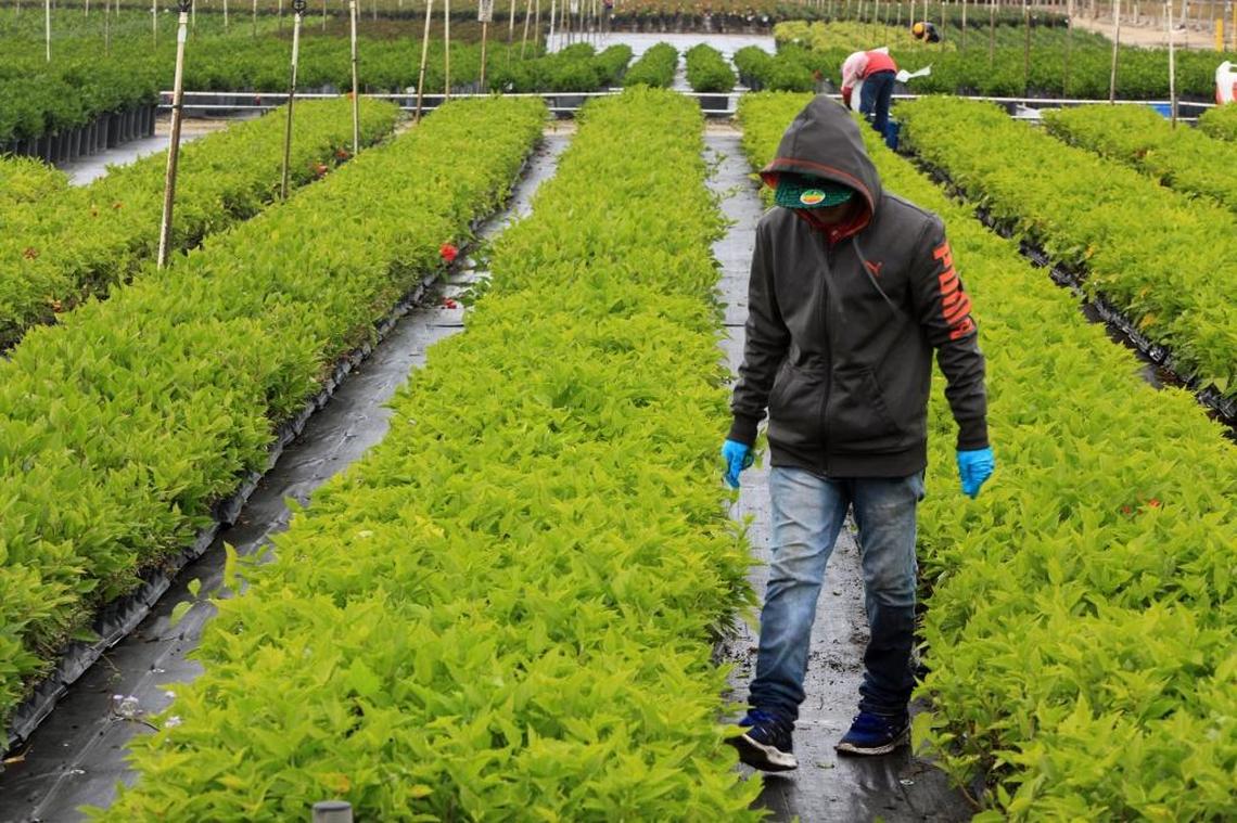 Workers prepare at Costa Farms in January 2017 before a cold front in South Florida into the 30s and 40s.