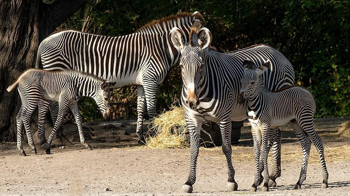 Zoo Miami announces the births of two endangered Grévy’s zebras, shown Friday, Feb. 9, 2018, at Zoo Miami. The newborns will spend their first weekend on exhibit this weekend.