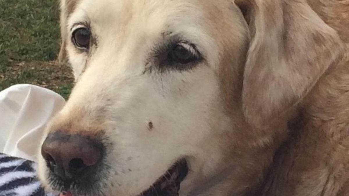 A golden retriever, named Lily by Miami-Dade Animal Services, is recovering Tuesday after being plucked from a Southwest Miami-Dade canal.
