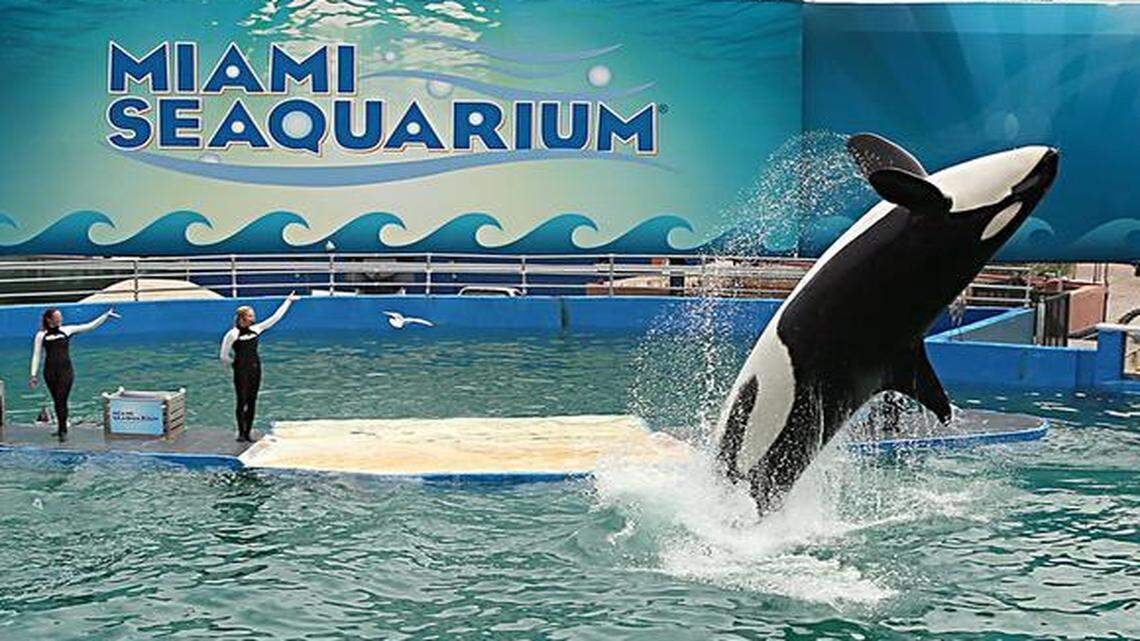 
Lolita, the killer whale who has been the star attraction at Miami Seaquarium for 45 years, pictured in 2014.
