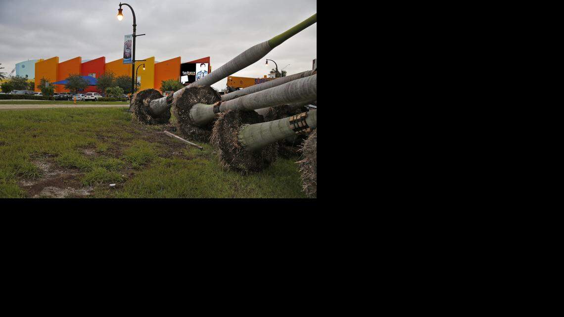 
New royal palms planted near the entrance of the Port Tunnel were taken down and relocated because they blocked the view of an LED billboard on the Miami Children’s Museum on Watson Island.
