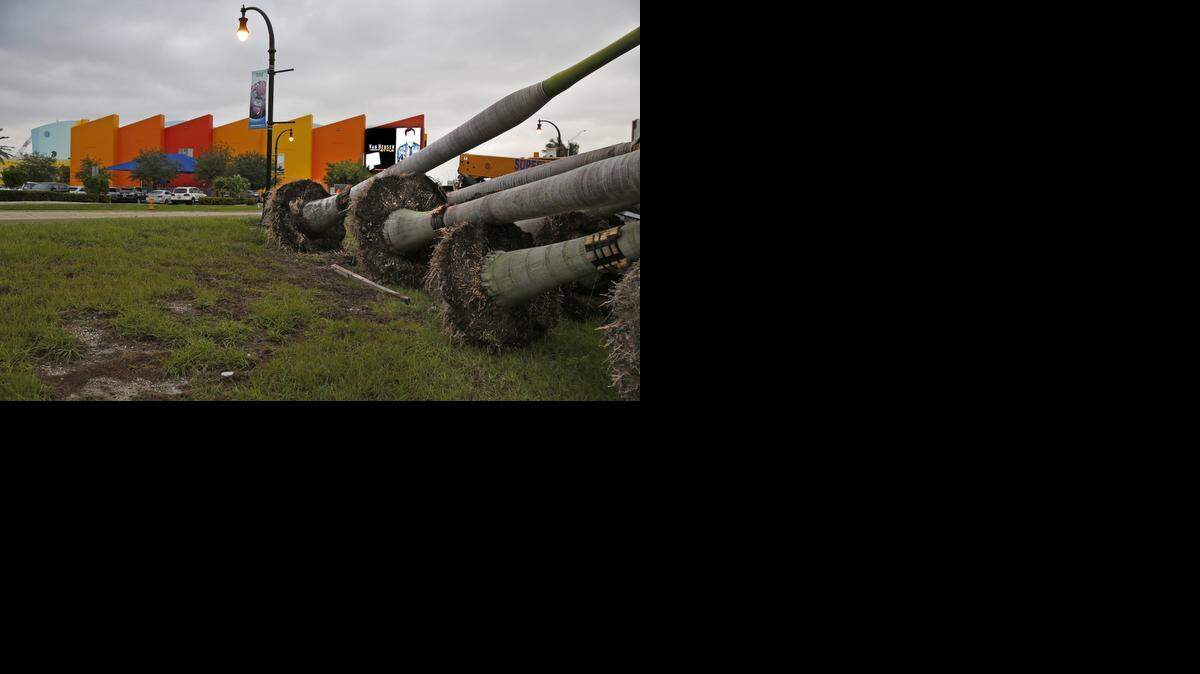 
New royal palms planted near the entrance of the Port Tunnel were taken down and relocated because they blocked the view of an LED billboard on the Miami Children’s Museum on Watson Island.
