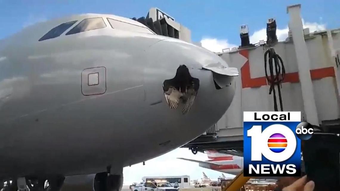 A large bird crashed into an American Airlines Airbus A319 as it approached Miami International Airport from Mexico City on Tuesday, Nov. 14, 2017.