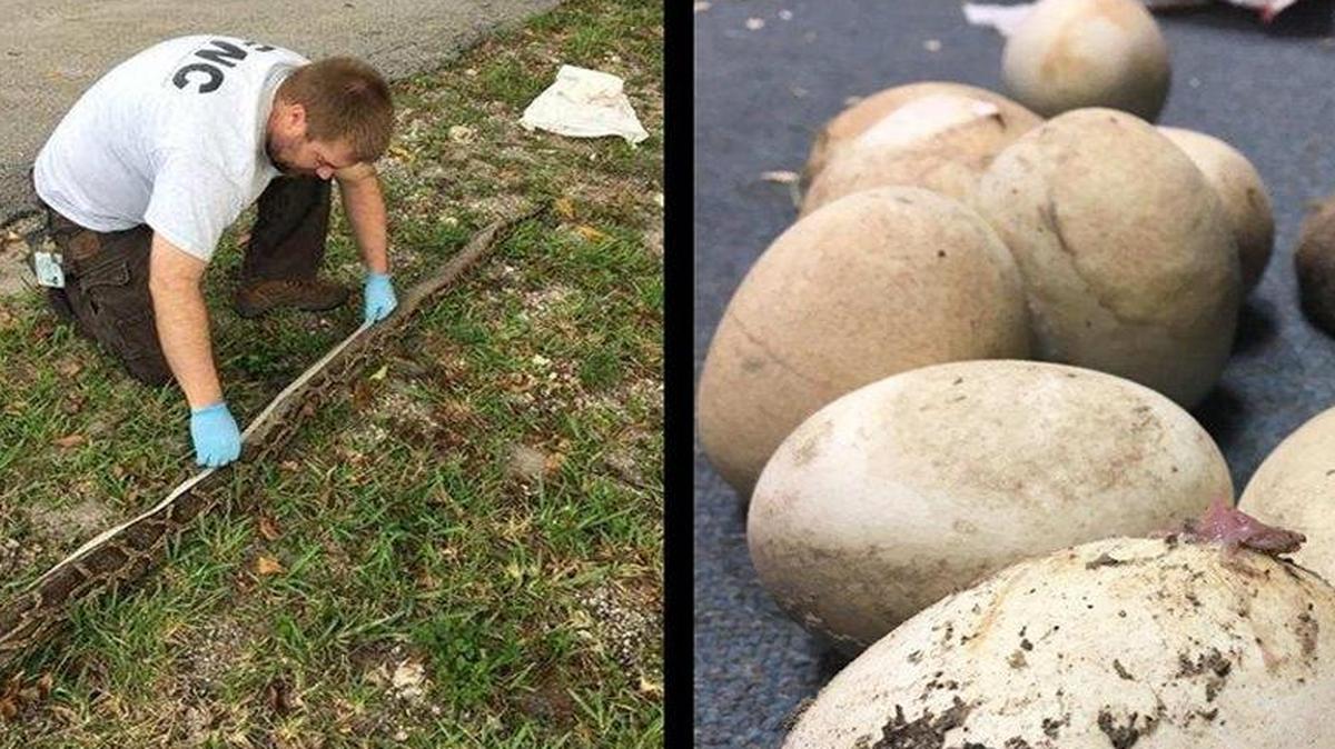 A python hunter contracted by the Florida Fish and Wildlife Conservation Commission captured a 12-foot, 4-inch long python and 39 eggs near the Everglades Francis S. Taylor Wildlife Management Area Friday morning.