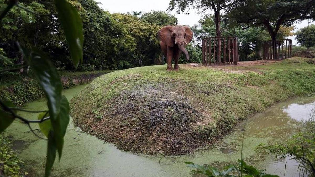 The usually dry mote around the elephant exhibit is full of water at Zoo Miami.
