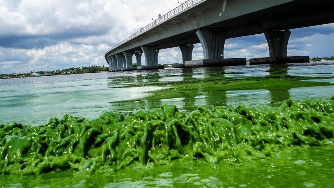 Water full of algae laps along the Sewell’s Point shore on the St. Lucie River under an Ocean Boulevard bridge, Monday, June 27, 2016.