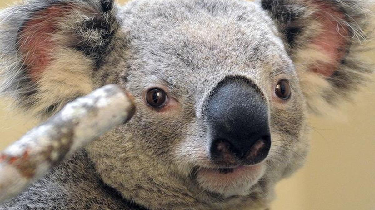 Milo, a young male koala, is Zoo Miami’s newest resident.