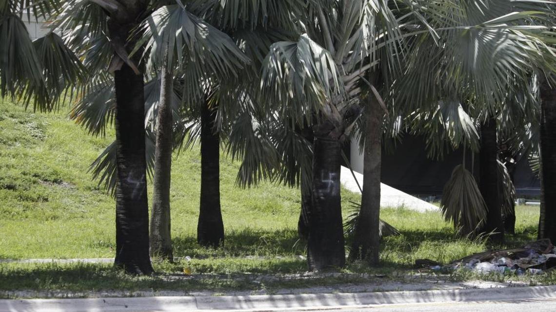 A swastika and the initials ‘SS’ were found spray-painted onto a palm tree by the MacArthur Causeway on Wednesday, days after a car slammed into a group of counter-protestors at a white nationalist and neo-Nazi rally in Charlottesville, Virginia, left a woman dead.