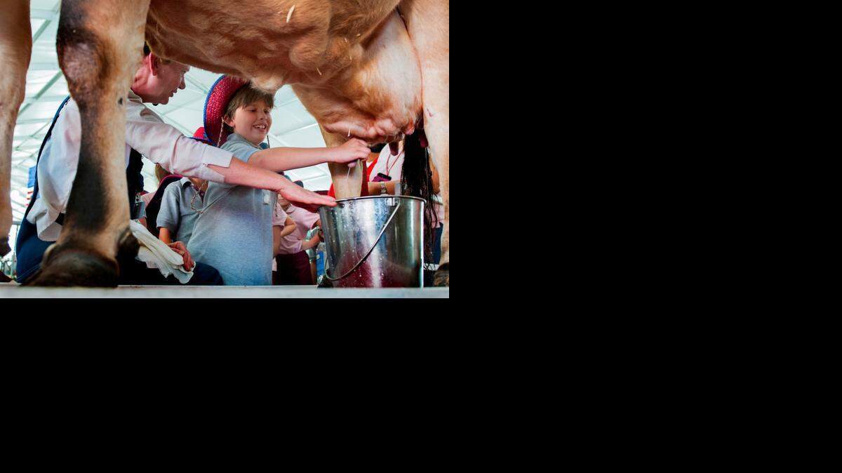 
Sebastian Victoria,9, learns how to milk a cow as Mary Anne Farrell, a farmer from New York, guides him through the process. Miami-area third-graders and their teachers participated in the Youth Fair's Howdy Program on Monday, March 16, 2015. The students learned the basics of agriculture during a special tour of “Cowtown,’ such as how to milk a cow, churn butter, grind corn and other farming activities. The Miami-Dade County Fair & Exposition takes place March 12 through April 5.
