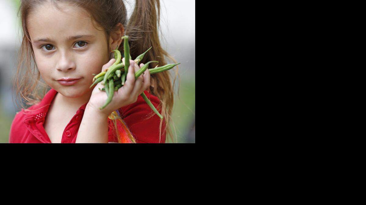 
Valarie Arce, 7, with string beans picked at the garden at Seminole Elementary School on Thursday, March 5, 2015. The school started a garden as part of their participation in the Fairchild Challenge. The Challenge has taught students and teachers at Seminole Elementary to grow and take care of 54 different varieties of plants such as bananas, beans, chocolate mint and lavender in their school garden, which they call “an outdoor classroom” that recycles and uses water from the school building’s A/C system.
