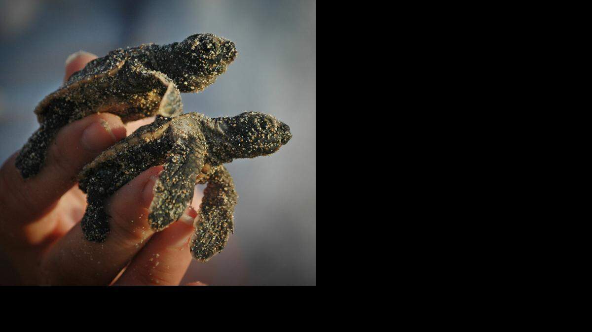 
Two baby loggerhead turtles were found in a nest of 30 hatchlings that had been moved away from brightly lit condos in Broward in 2006.
