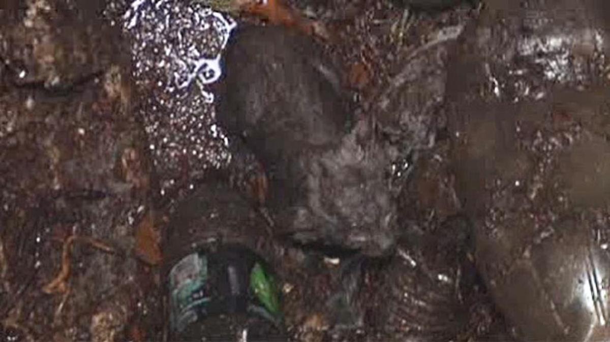 
Miami Fire Rescue saved a kitten from a drain Monday.
