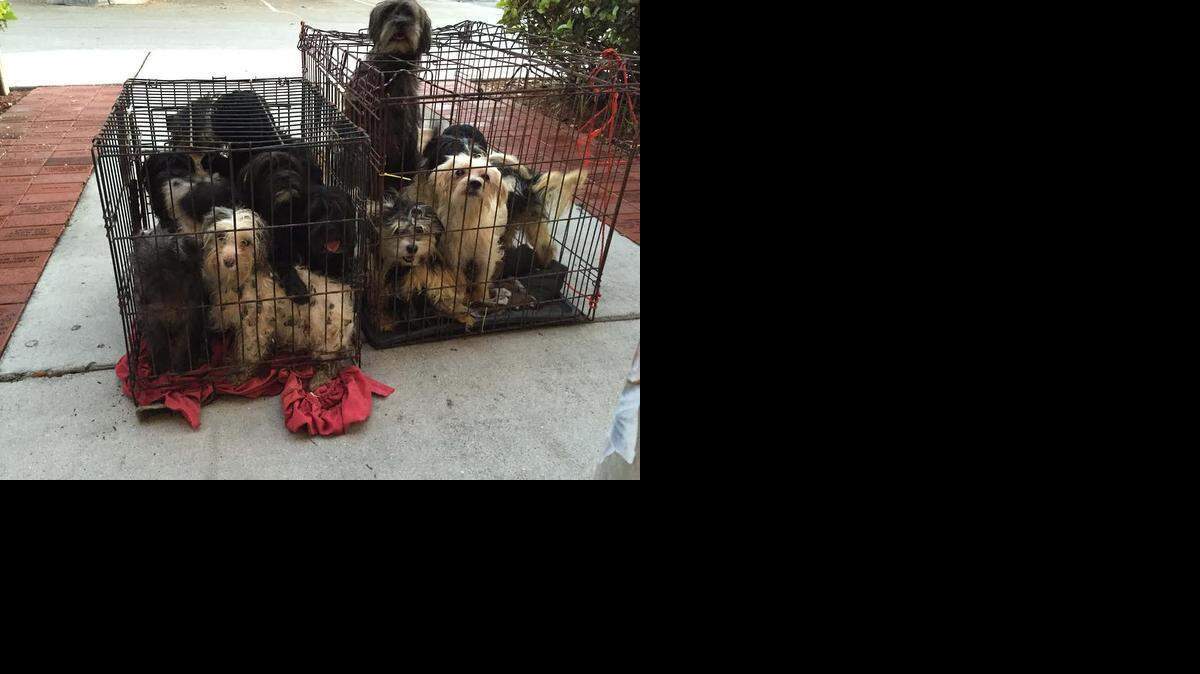 
The Humane Society of Greater Miami found 16 Maltese mixed dogs left in front of their facility Friday morning.
