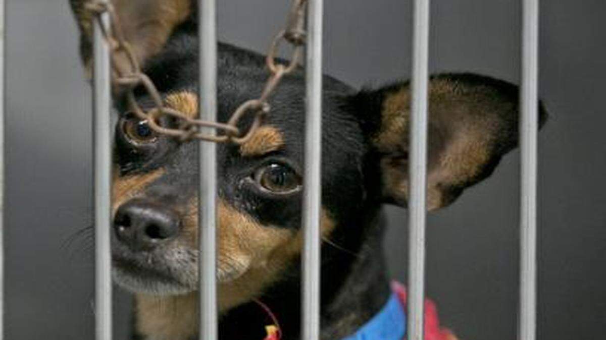 
Mila, a one-year-old black and tan terrier, is waiting to be adopted at Miami-Dade County Animal Services on Tuesday, Sept. 23, 2014.
