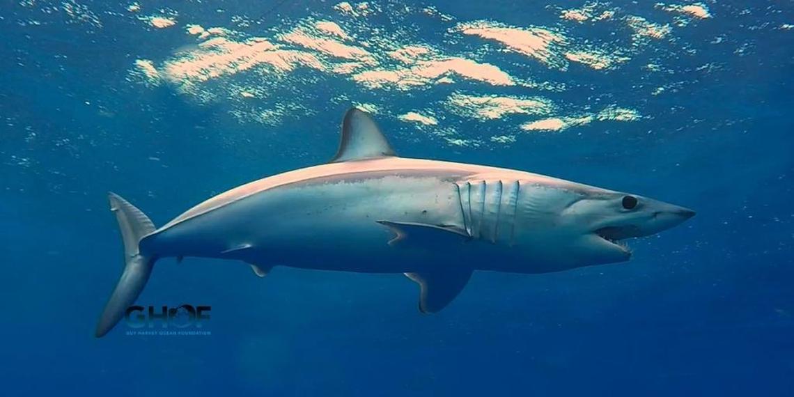 Underwater image of shortfin mako shark. One of several shark species being tracked by the Guy Harvey Research Institute.