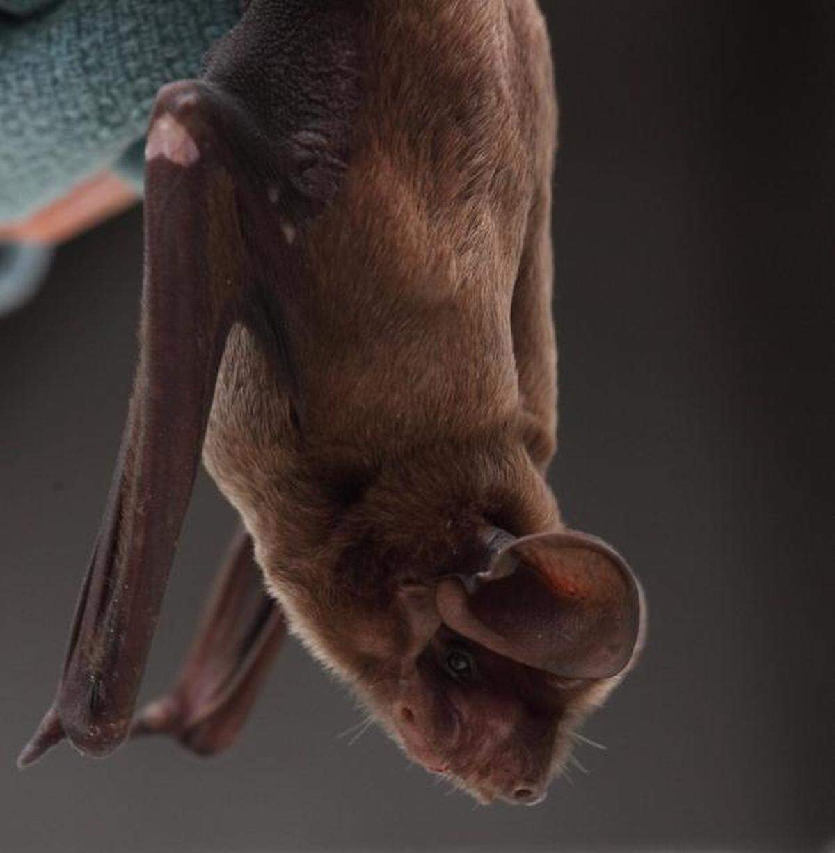 The open tree canopy in pine rockland makes it easier for endangered Florida bonneted bats, which are larger than other bats, to forage for moths and other insects they eat.