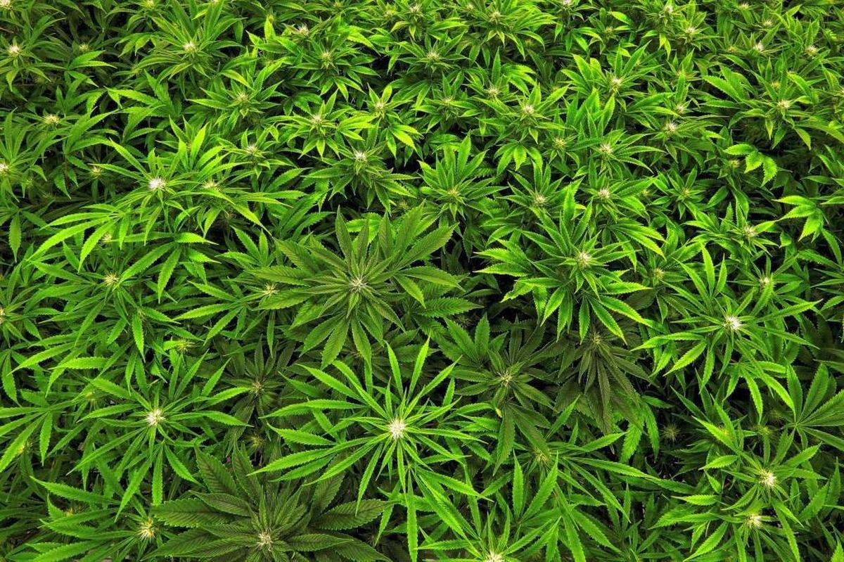 In this Sept. 15, 2015 file photo, marijuana grows at the Ataraxia medical marijuana cultivation center in Albion, Ill.