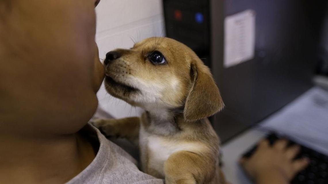 
Veronica Vazquez is licked by a puppy as she does paperwork for four homeless puppies, which arrived at the Miami-Dade County Animal Services shelter Tuesday, Oct. 9, 2012 in Medley.
