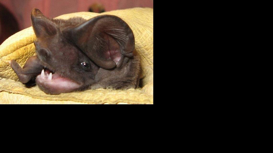 
The Florida bonneted bat, or eumops, was added to the endangered species list in November.
