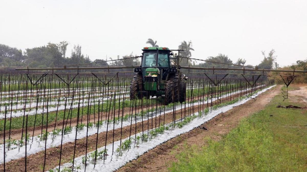 Arbilio Rodriguez irrigates with the Kosai 2000 that is used for humid, fungus and cold, in the field of the SW 177 bird. 174 st., on Wednesday, January 3, 2017.