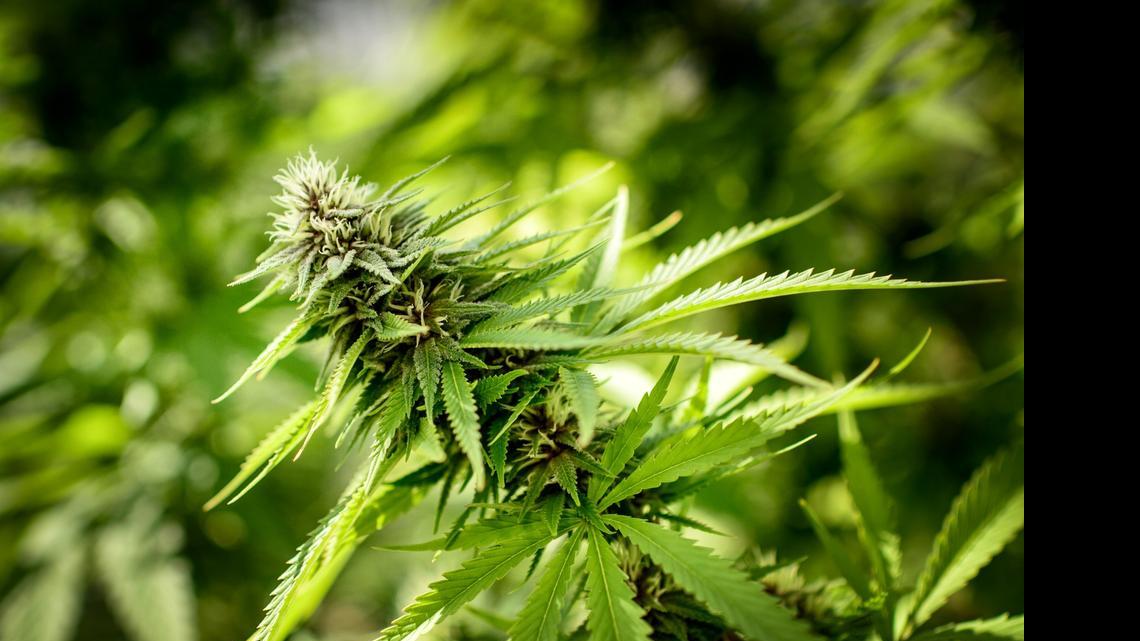 
A proposal before Miami-Dade county commissioners would create a $100 civil fine for possession of 20 grams or less of marijuana. Police could also charge the holder criminally with misdemeanor possession of marijuana, which carries a maximum one-year jail sentence. 
