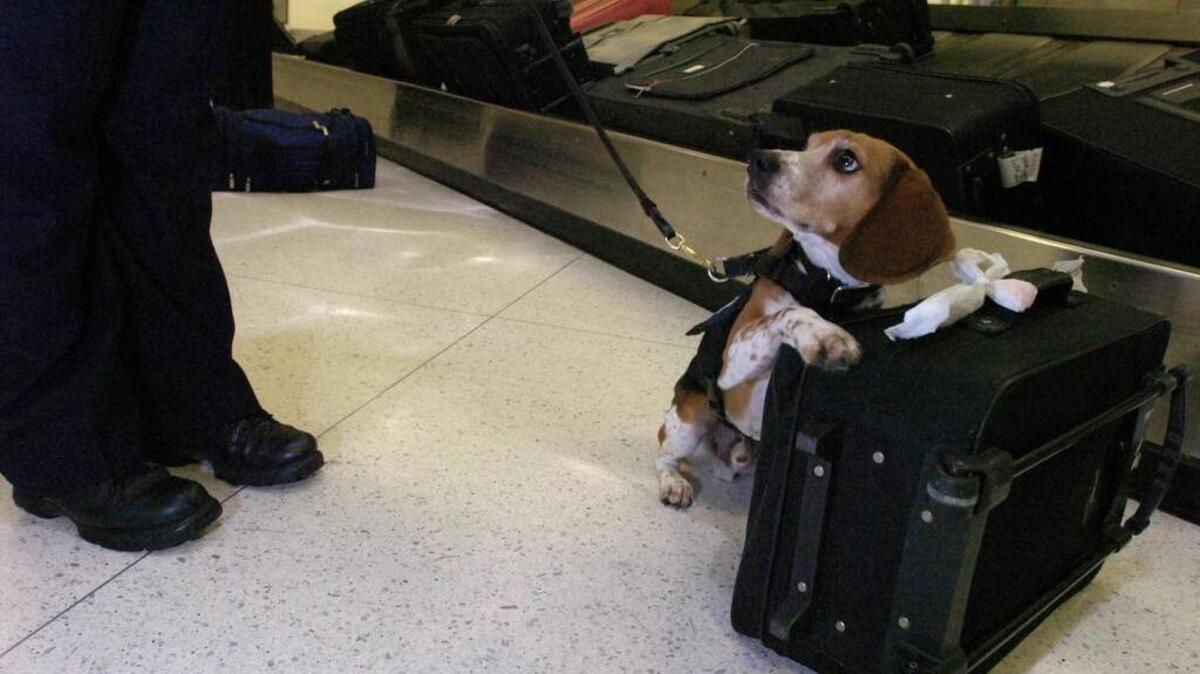 A federal agent beagle is used to sniff out problems at Miami’s airport.